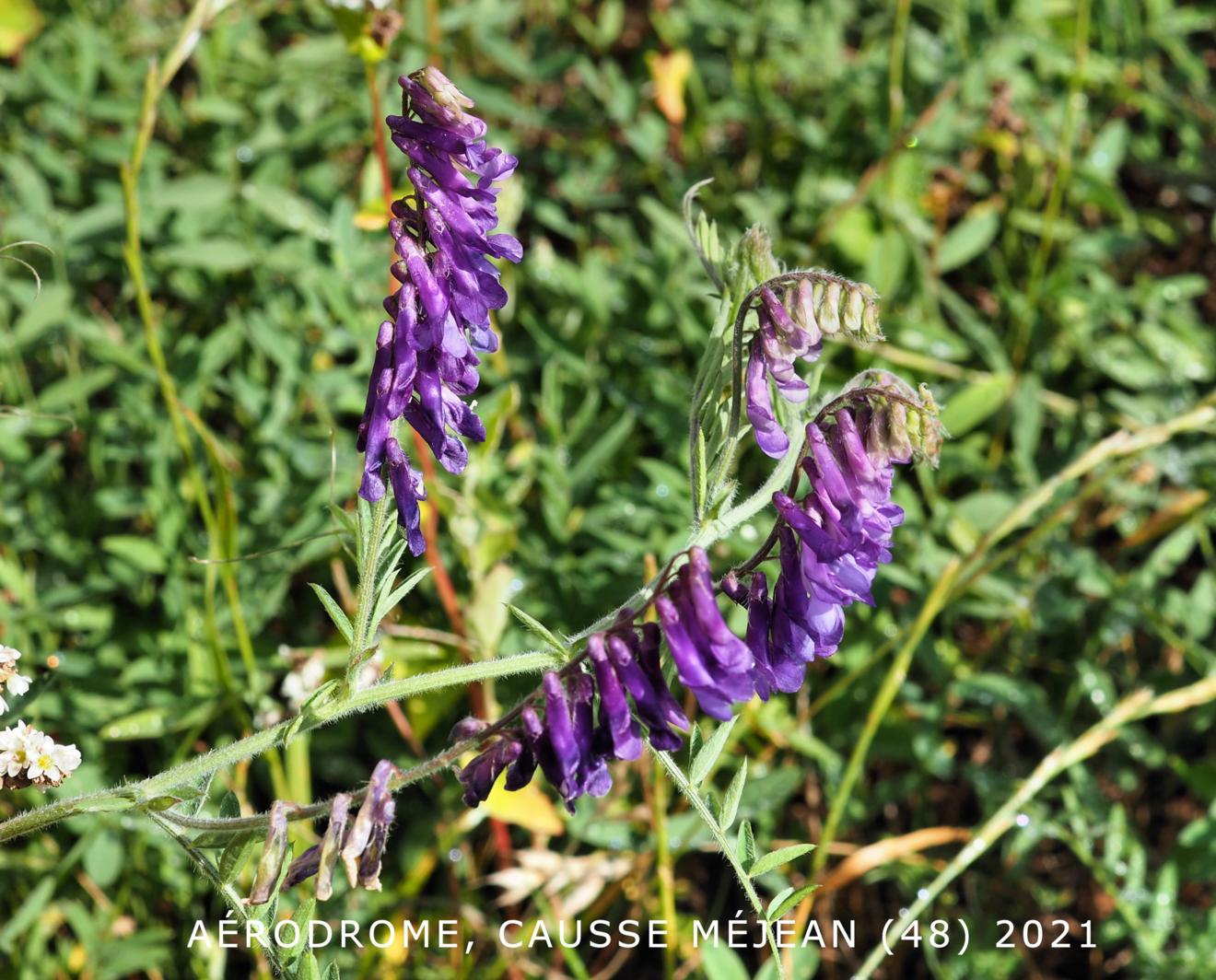 Vetch, Hairy